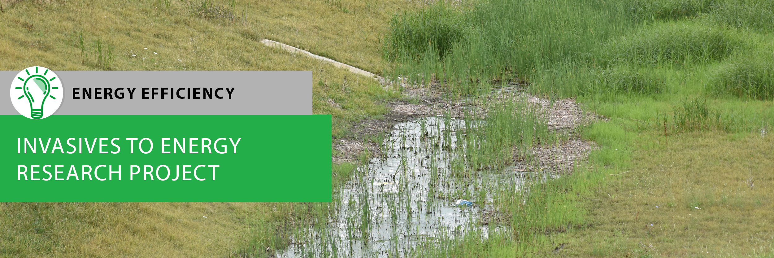 Invasives to Energy Research Project
